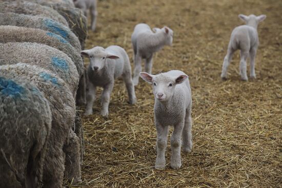 Russia Agriculture Livestock