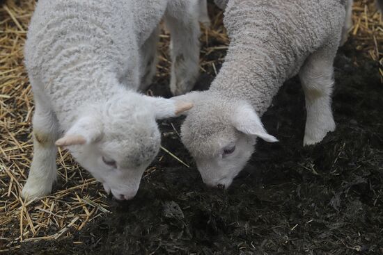 Russia Agriculture Livestock