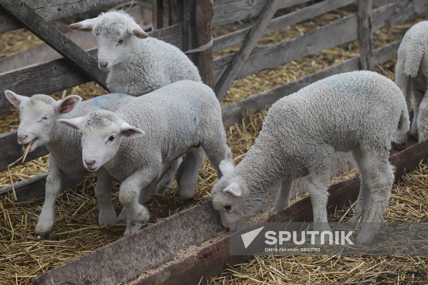 Russia Agriculture Livestock