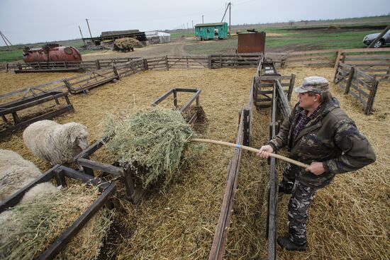 Russia Agriculture Livestock