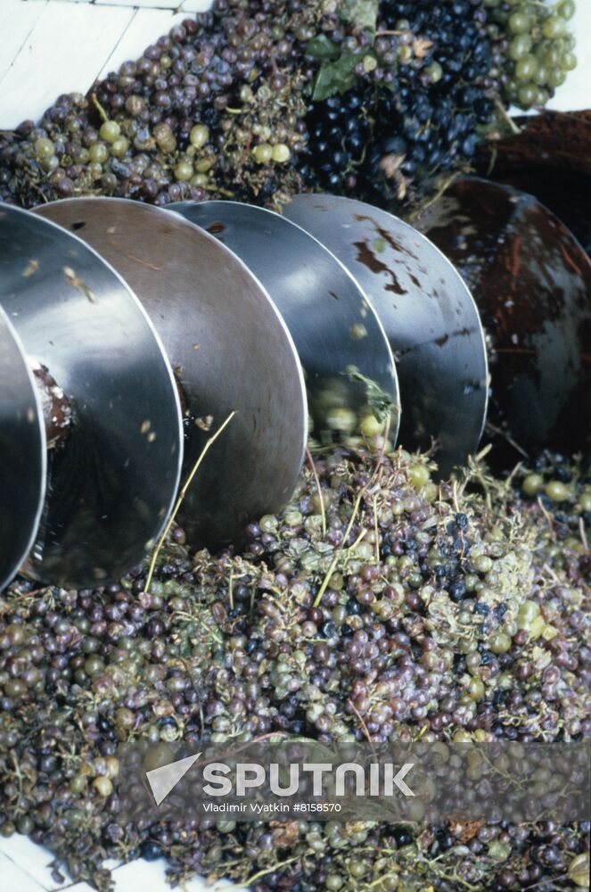 Primorsky Winery in Anapa