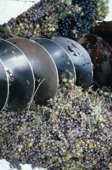 Primorsky Winery in Anapa