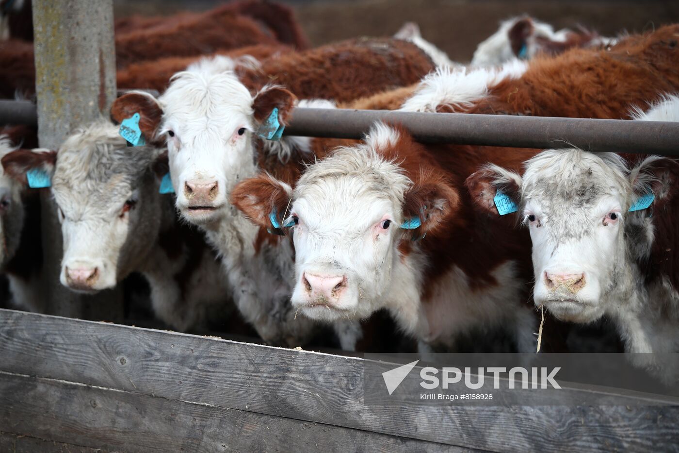 Russia Food Industry