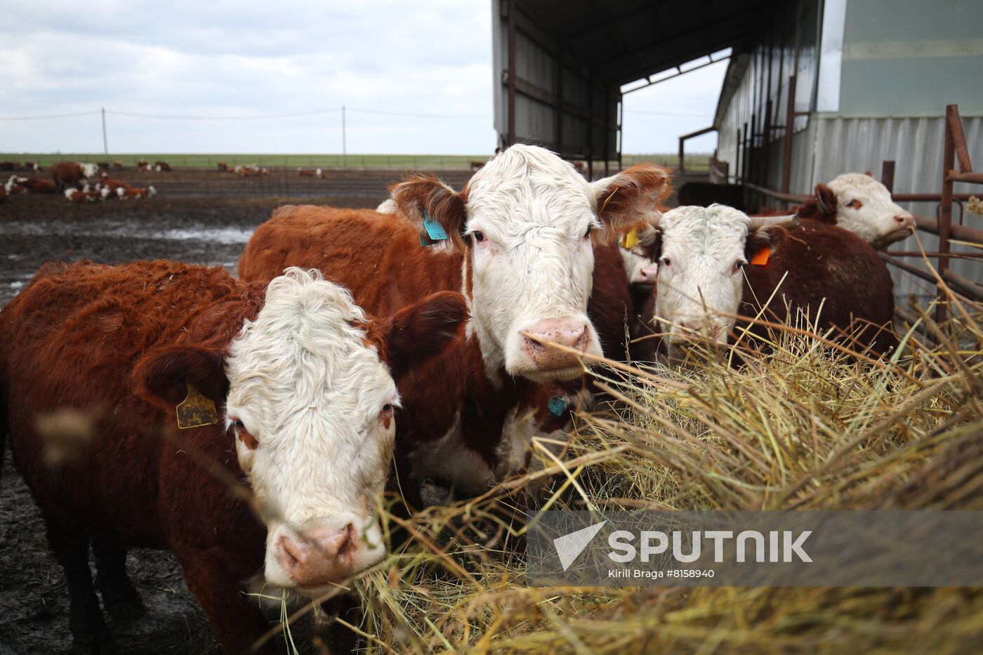 Russia Food Industry