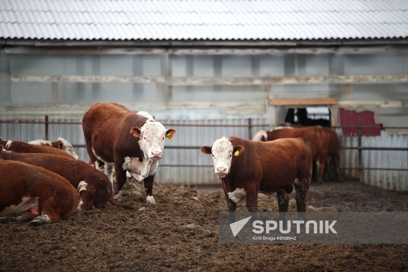Russia Food Industry