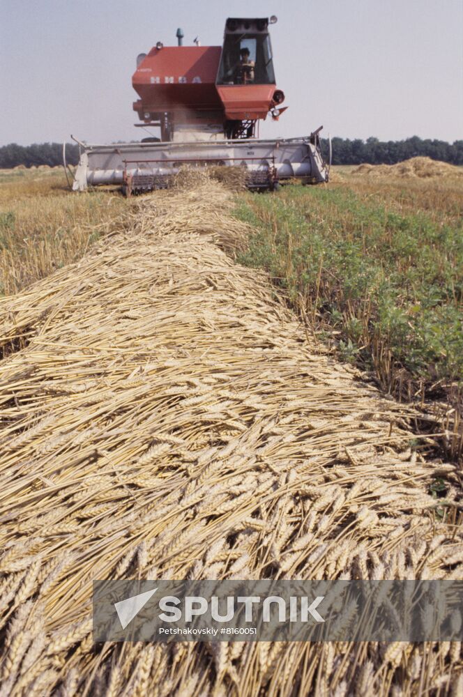 Separate wheat harvesting