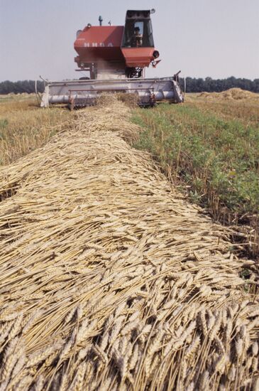 Separate wheat harvesting