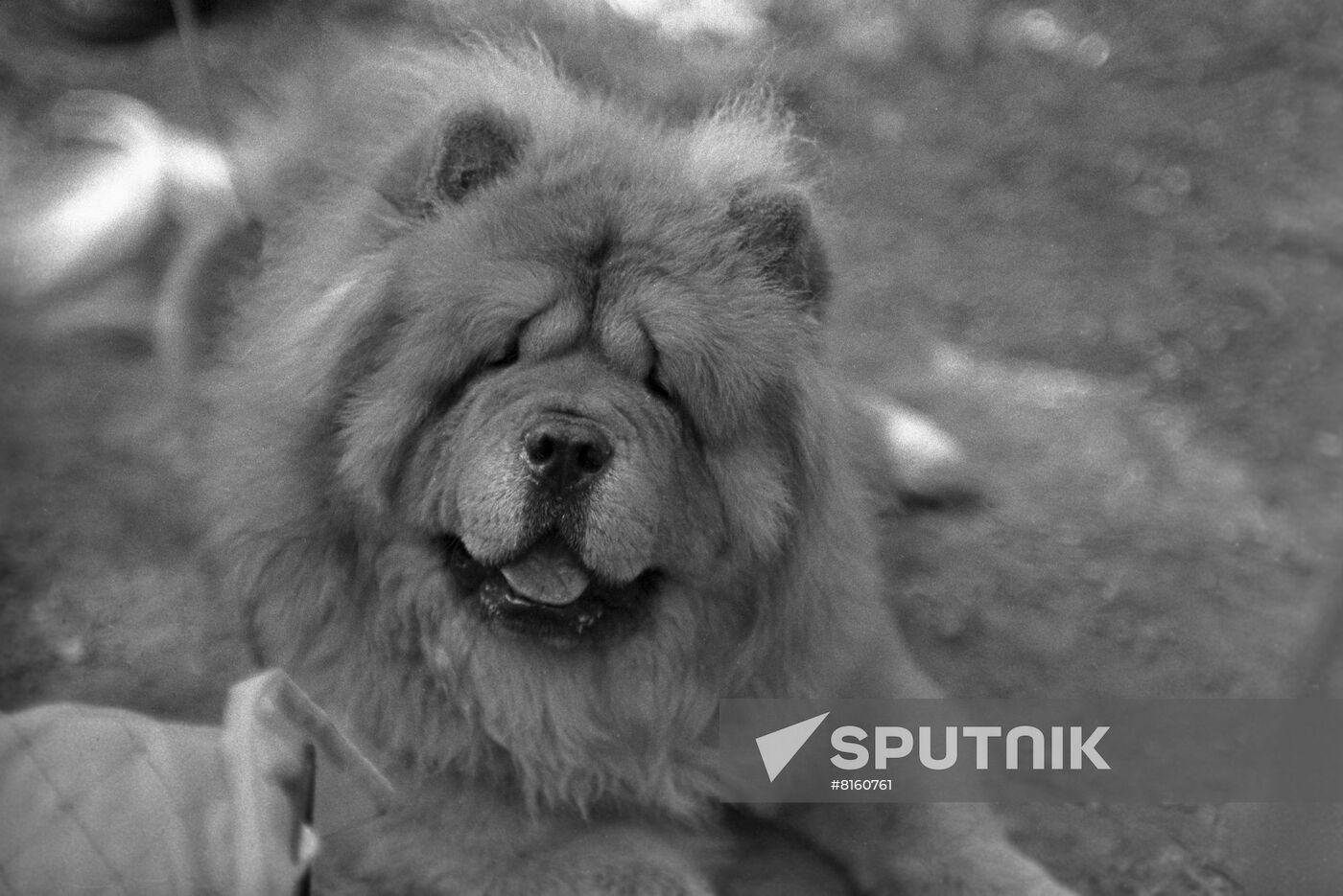 Chow Chow dog