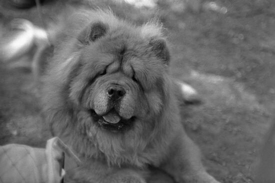 Chow Chow dog