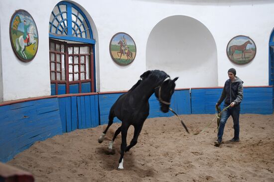 LPR Horse Breeding