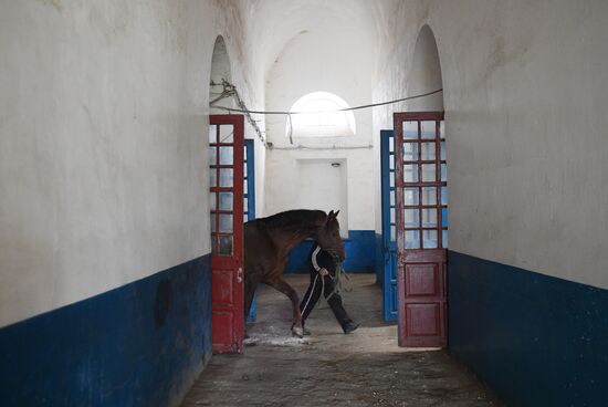 LPR Horse Breeding