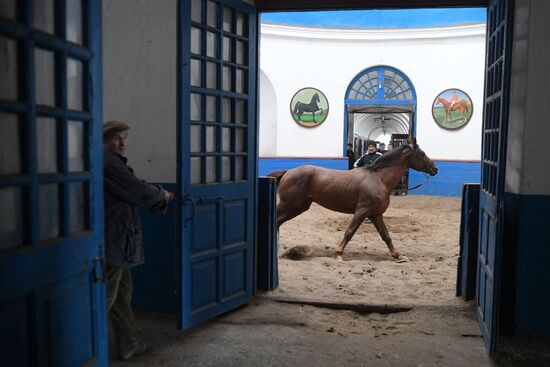 LPR Horse Breeding
