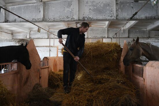 LPR Horse Breeding