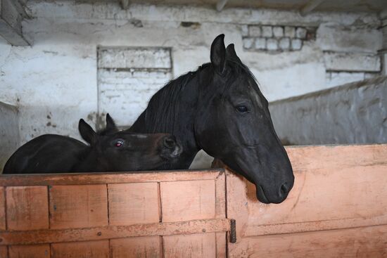 LPR Horse Breeding