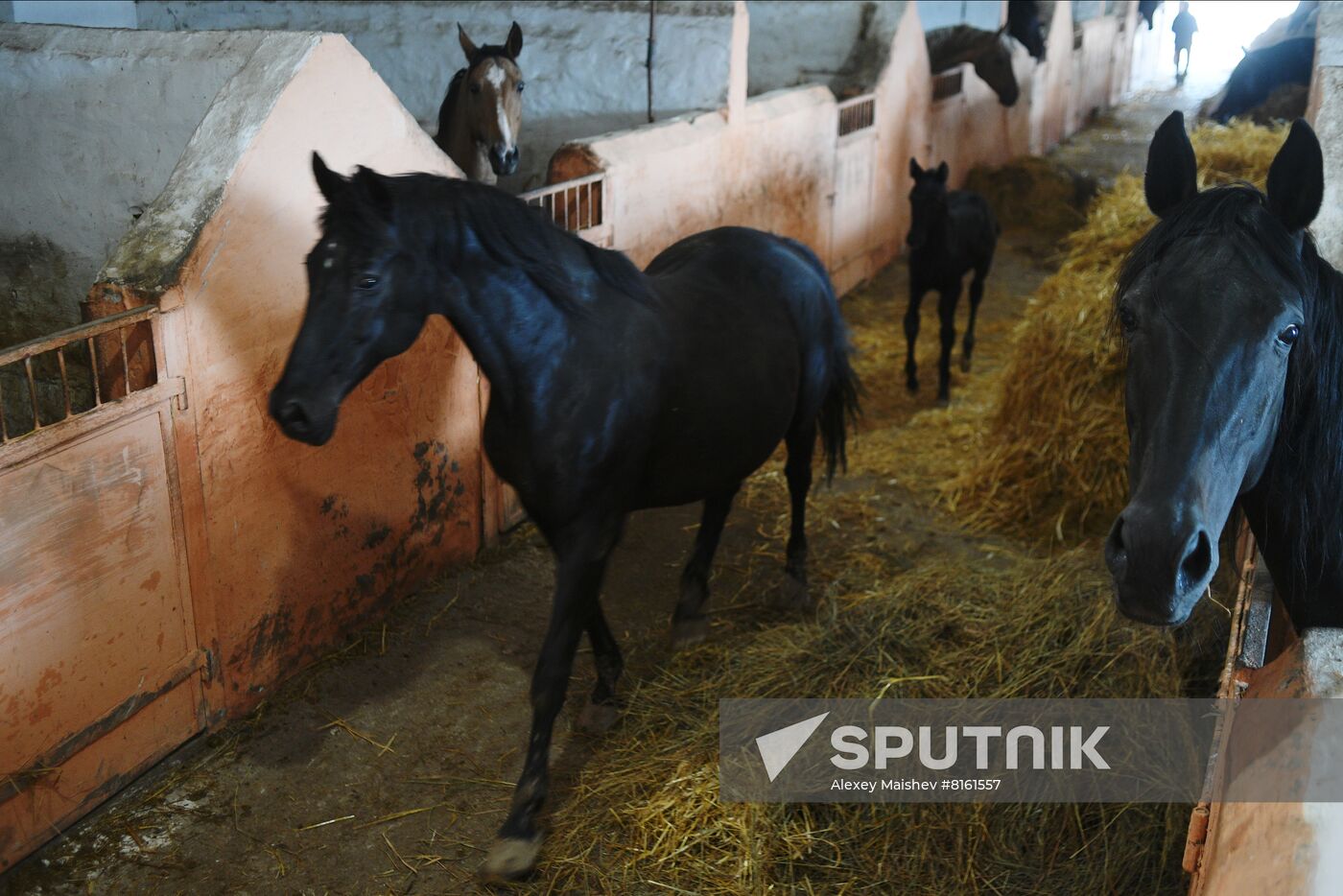 LPR Horse Breeding