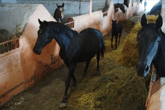 LPR Horse Breeding