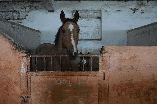 LPR Horse Breeding