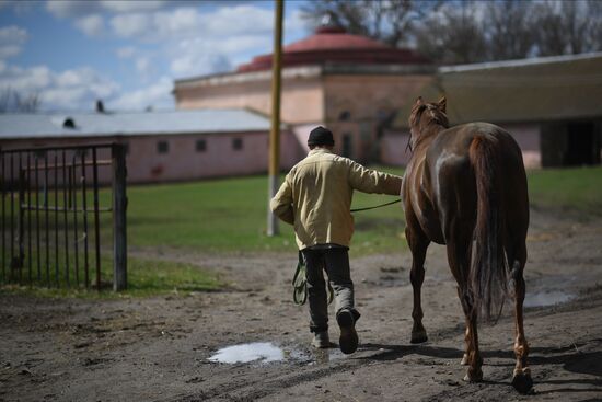LPR Horse Breeding