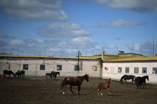 LPR Horse Breeding
