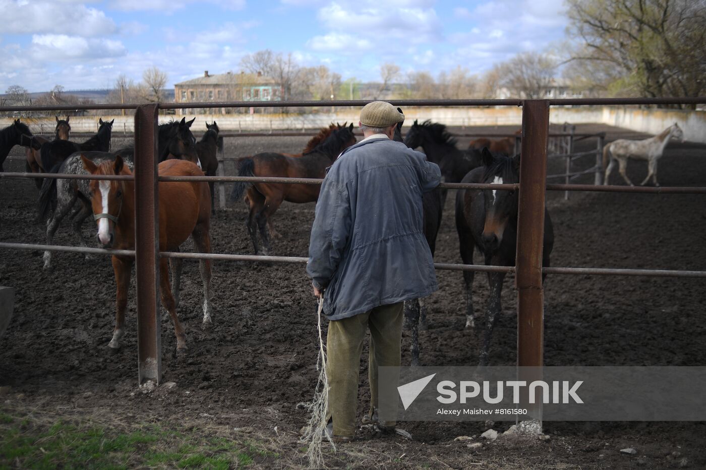 LPR Horse Breeding