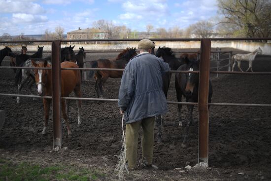 LPR Horse Breeding
