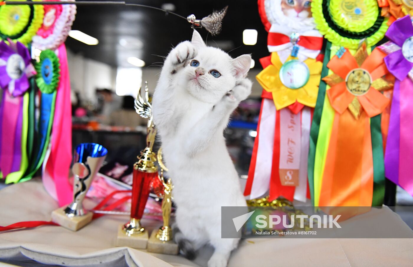 Russia Cats Show