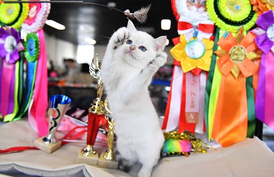 Russia Cats Show