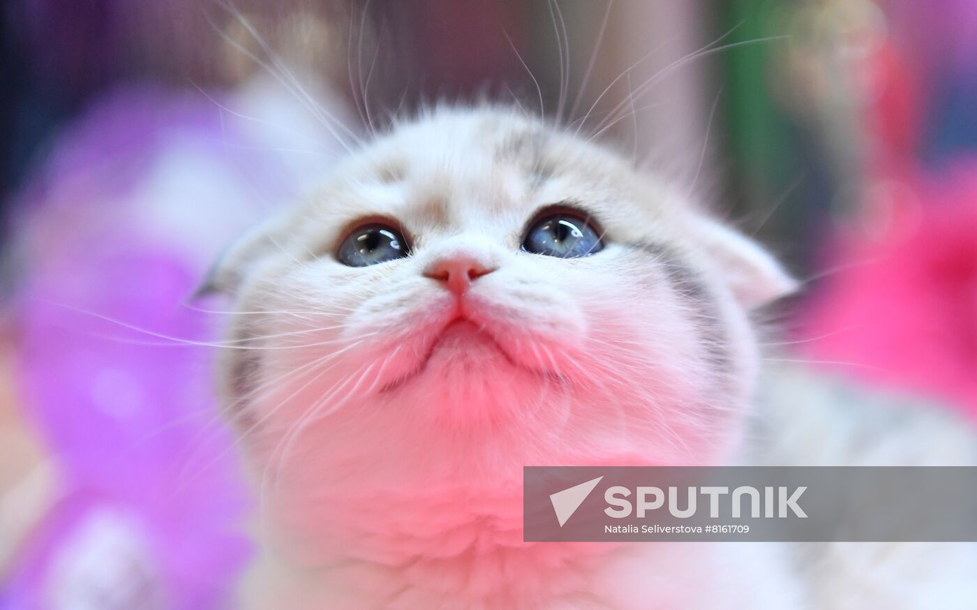 Russia Cats Show