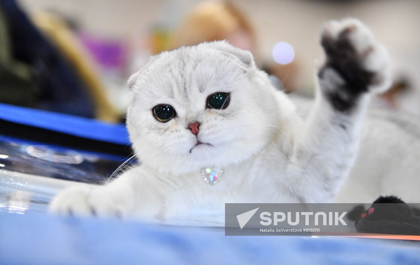 Russia Cats Show