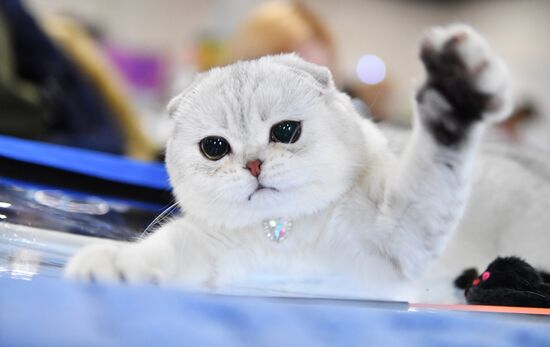 Russia Cats Show