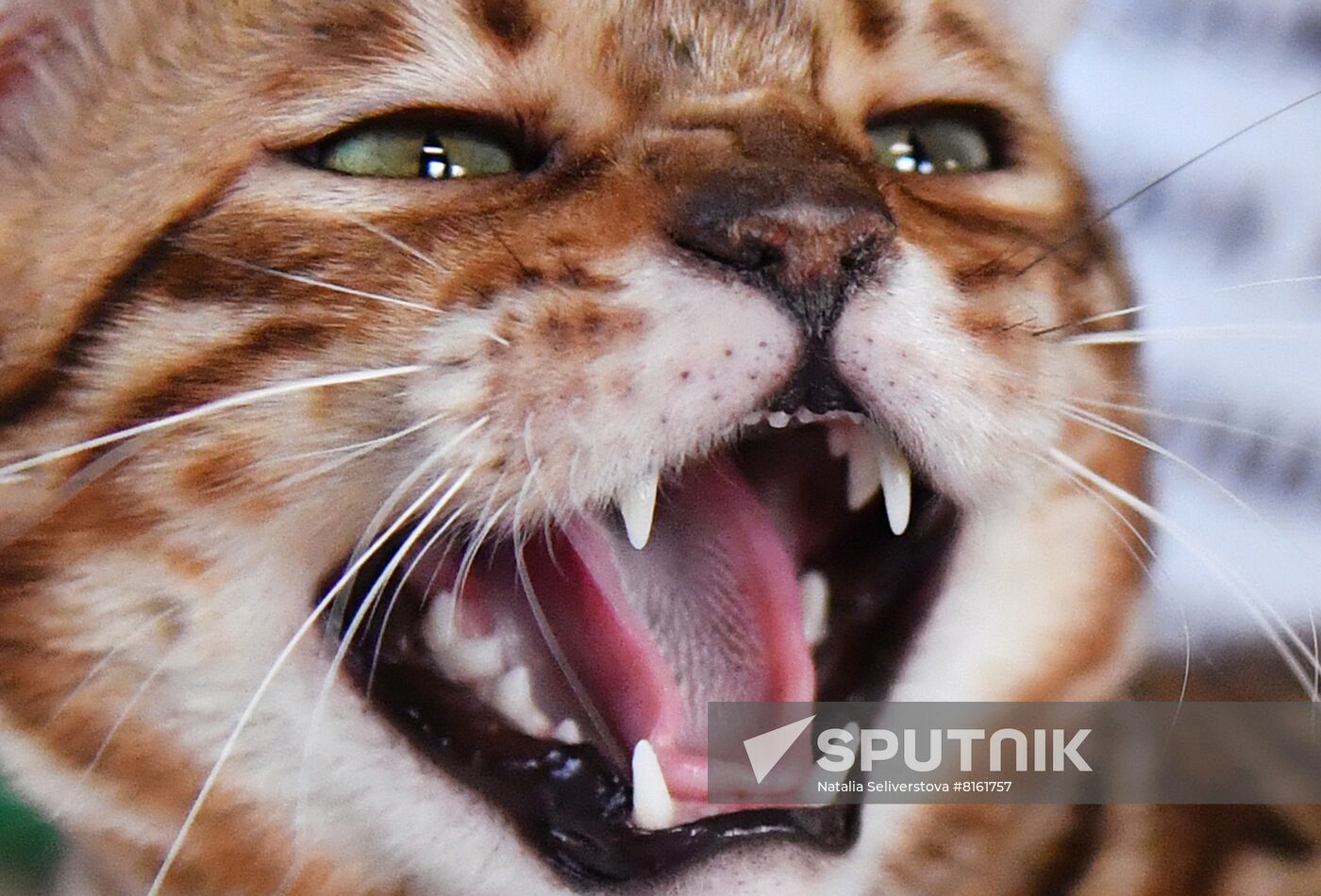 Russia Cats Show