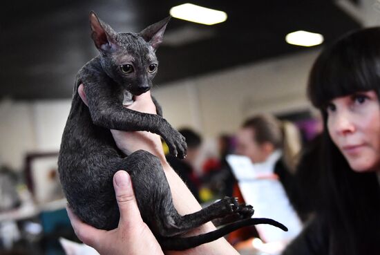 Russia Cats Show