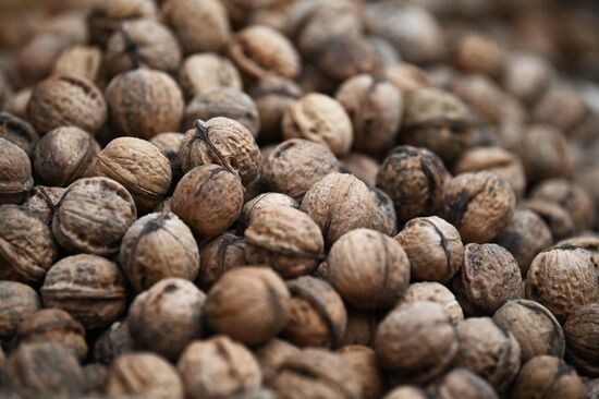 Russia Grocery Market