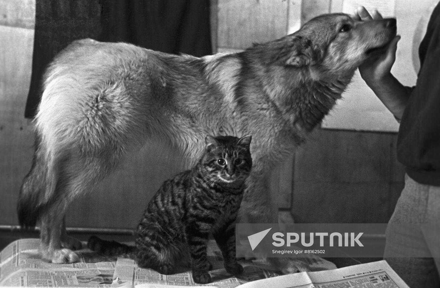Dog and cat in one house