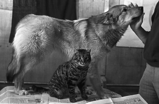 Dog and cat in one house