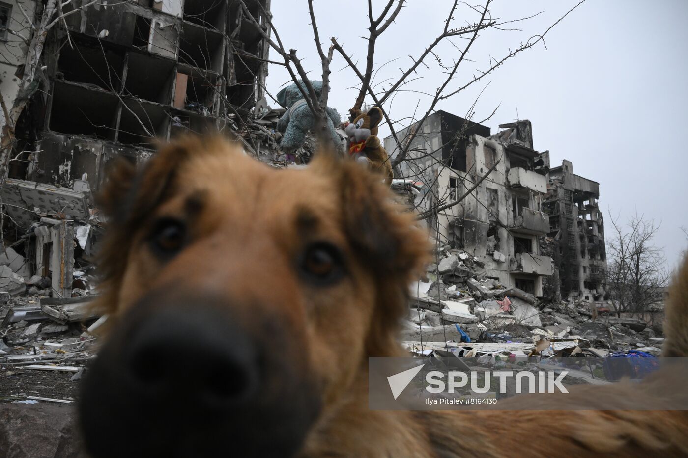 DPR LPR Russia Ukraine Military Operation