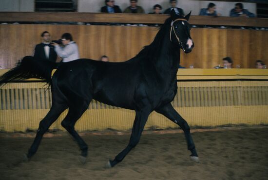 Moscow Equestrian Auction