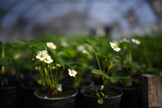 Russia Agriculture Seed Production 