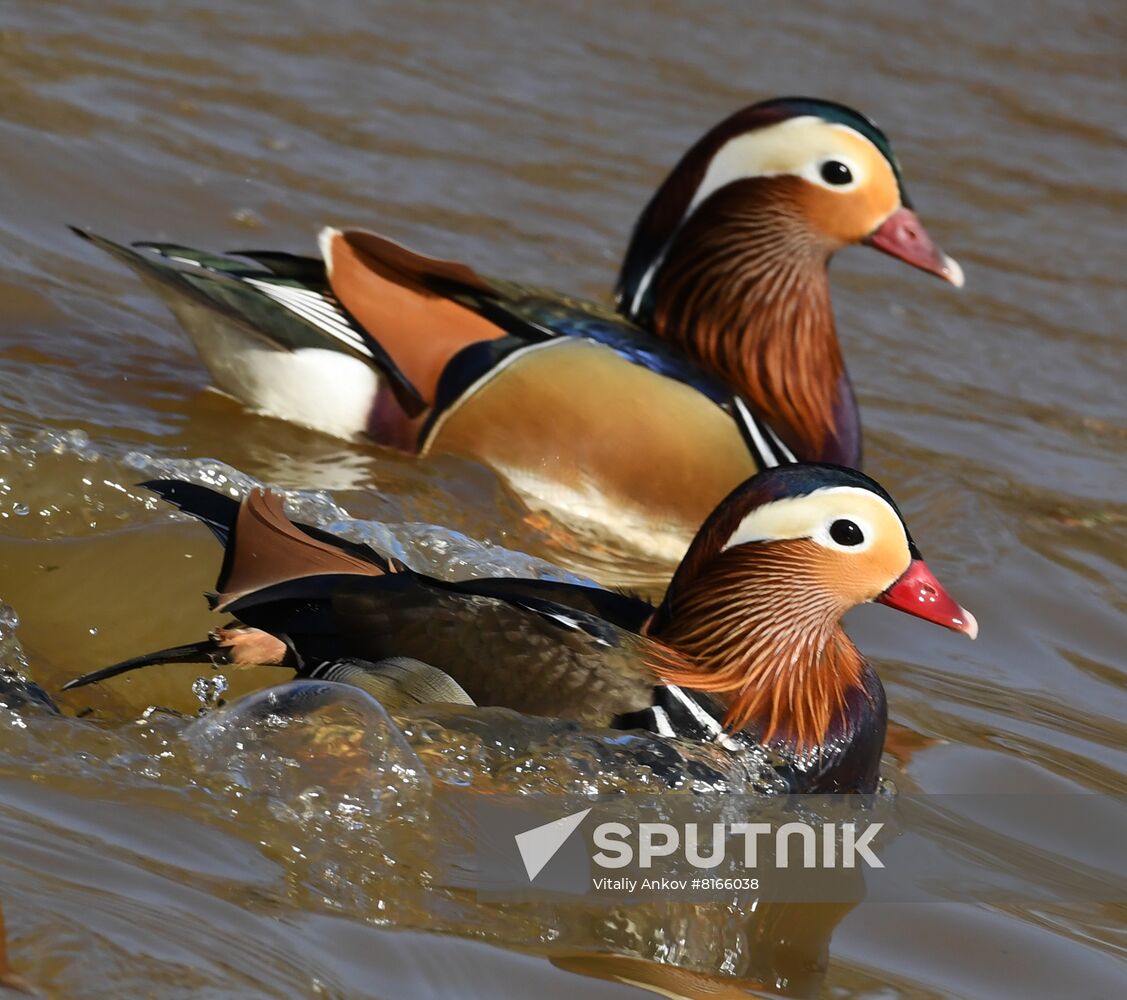 Russia Wildlife