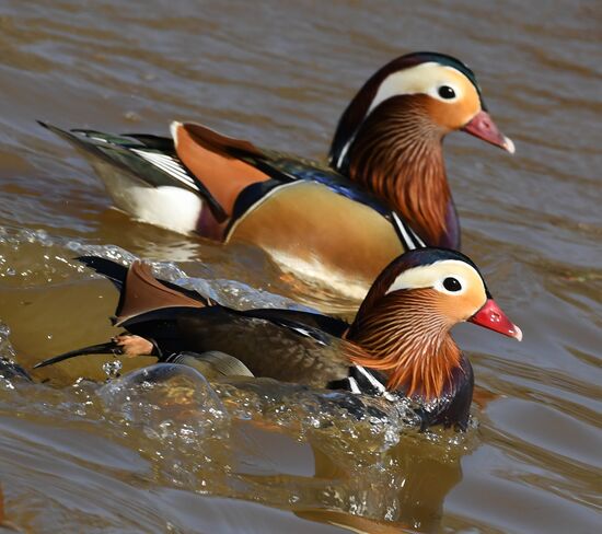 Russia Wildlife