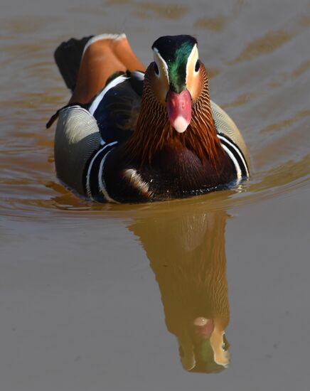 Russia Wildlife