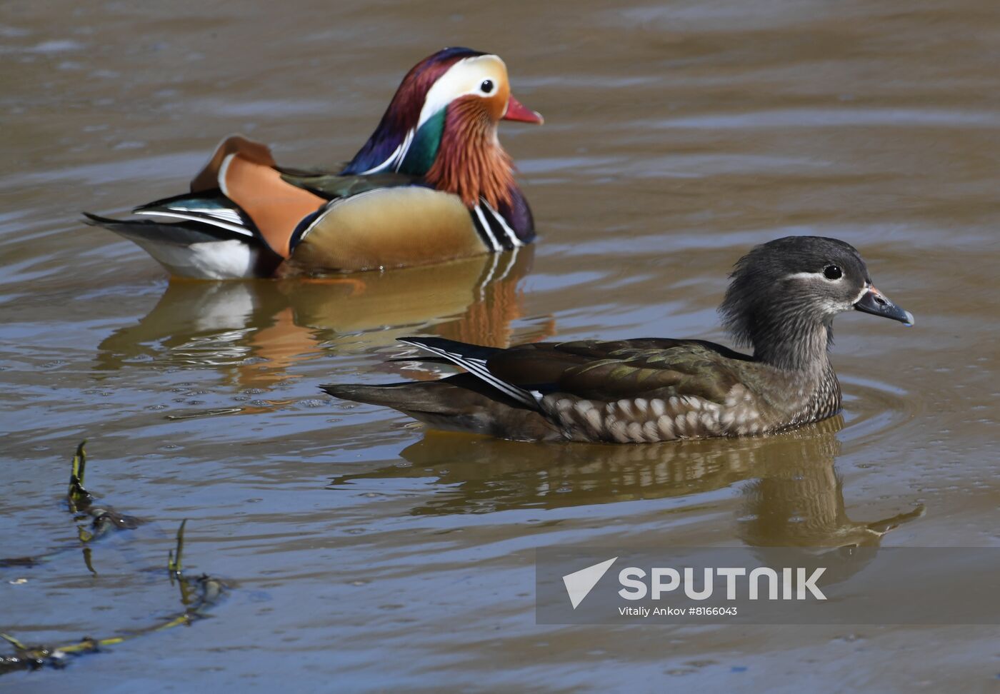 Russia Wildlife