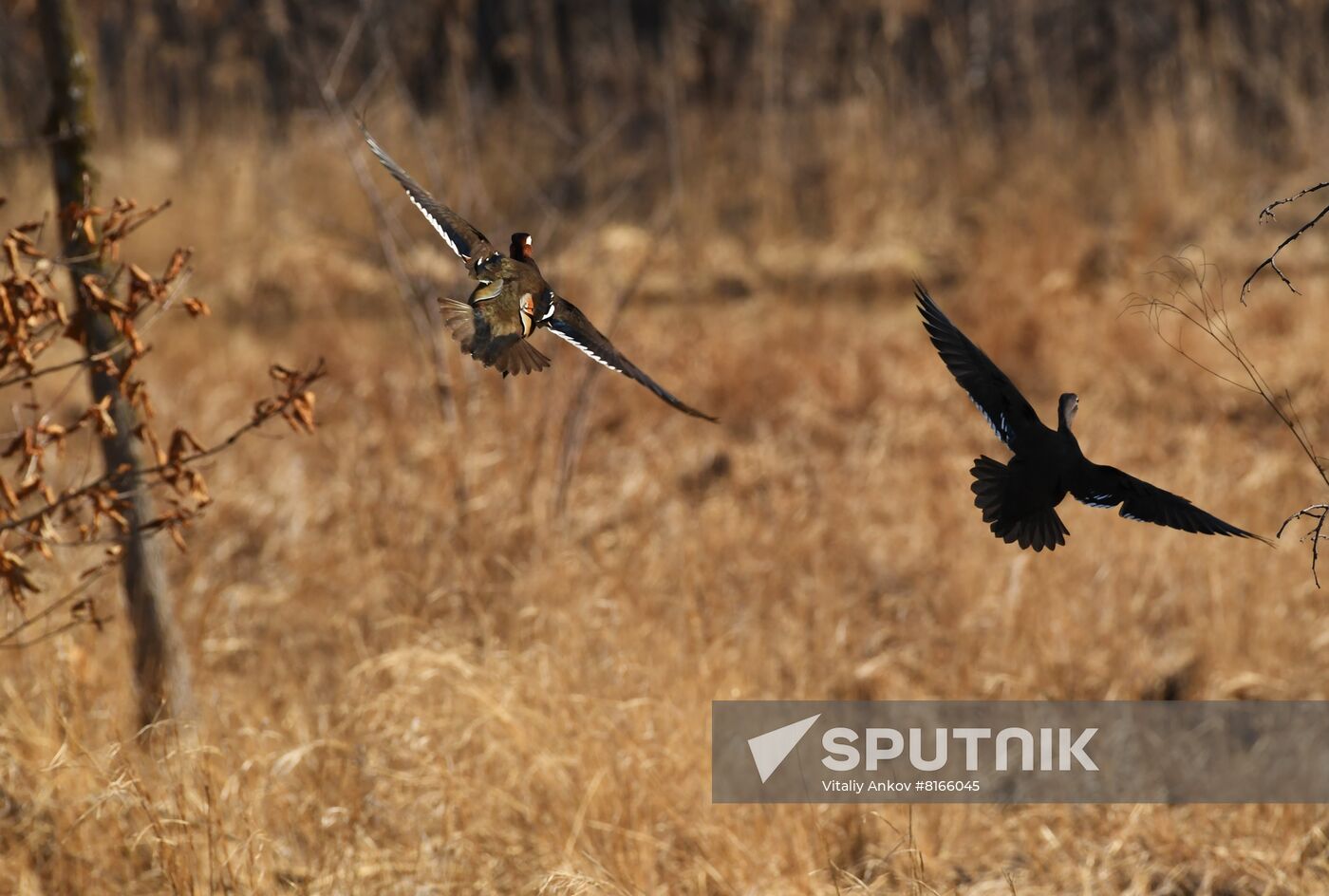 Russia Wildlife
