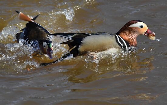 Russia Wildlife