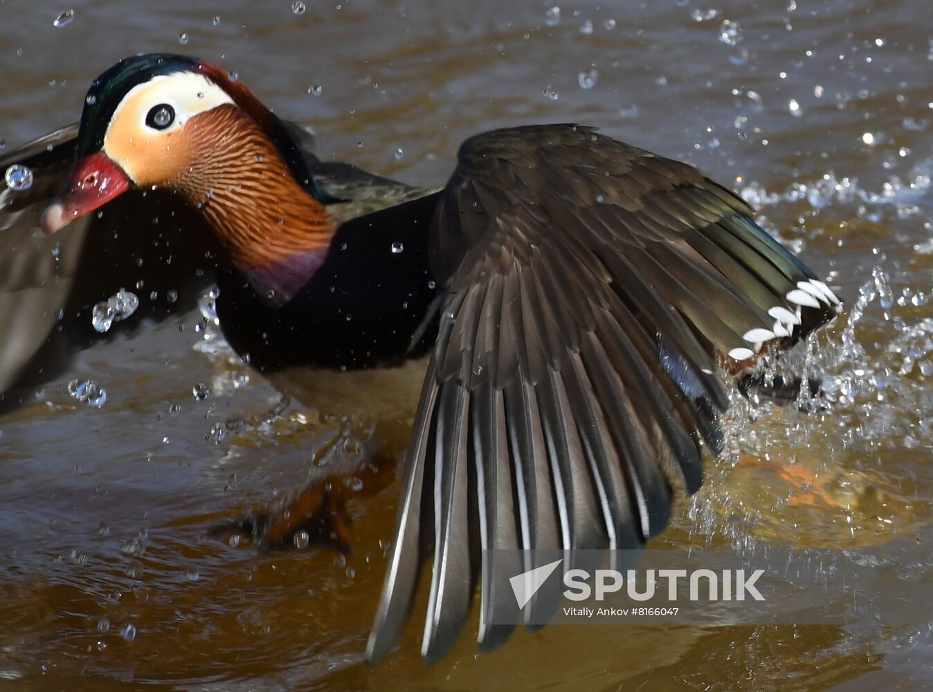 Russia Wildlife