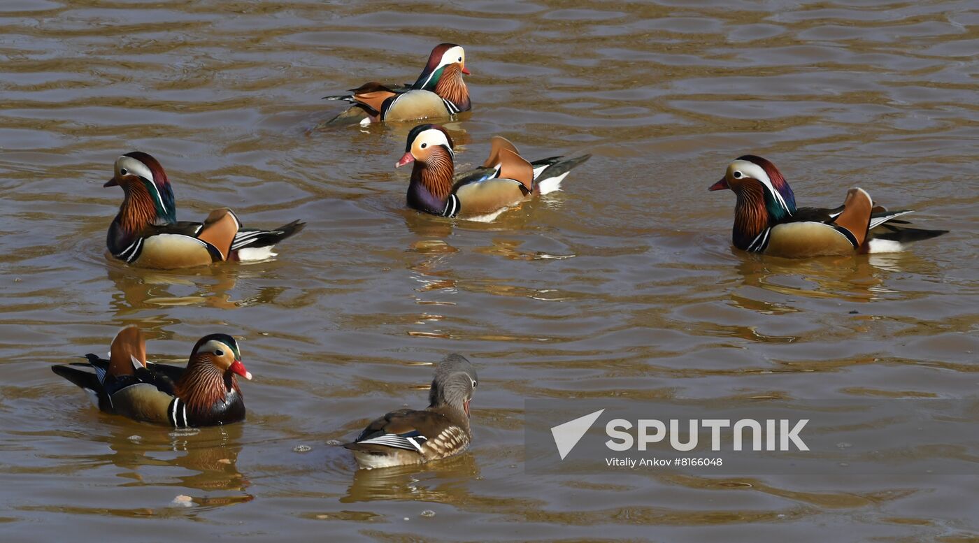 Russia Wildlife