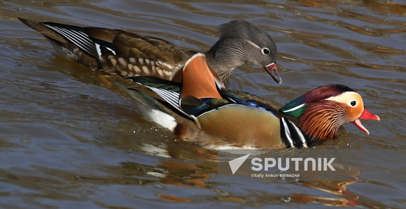 Russia Wildlife