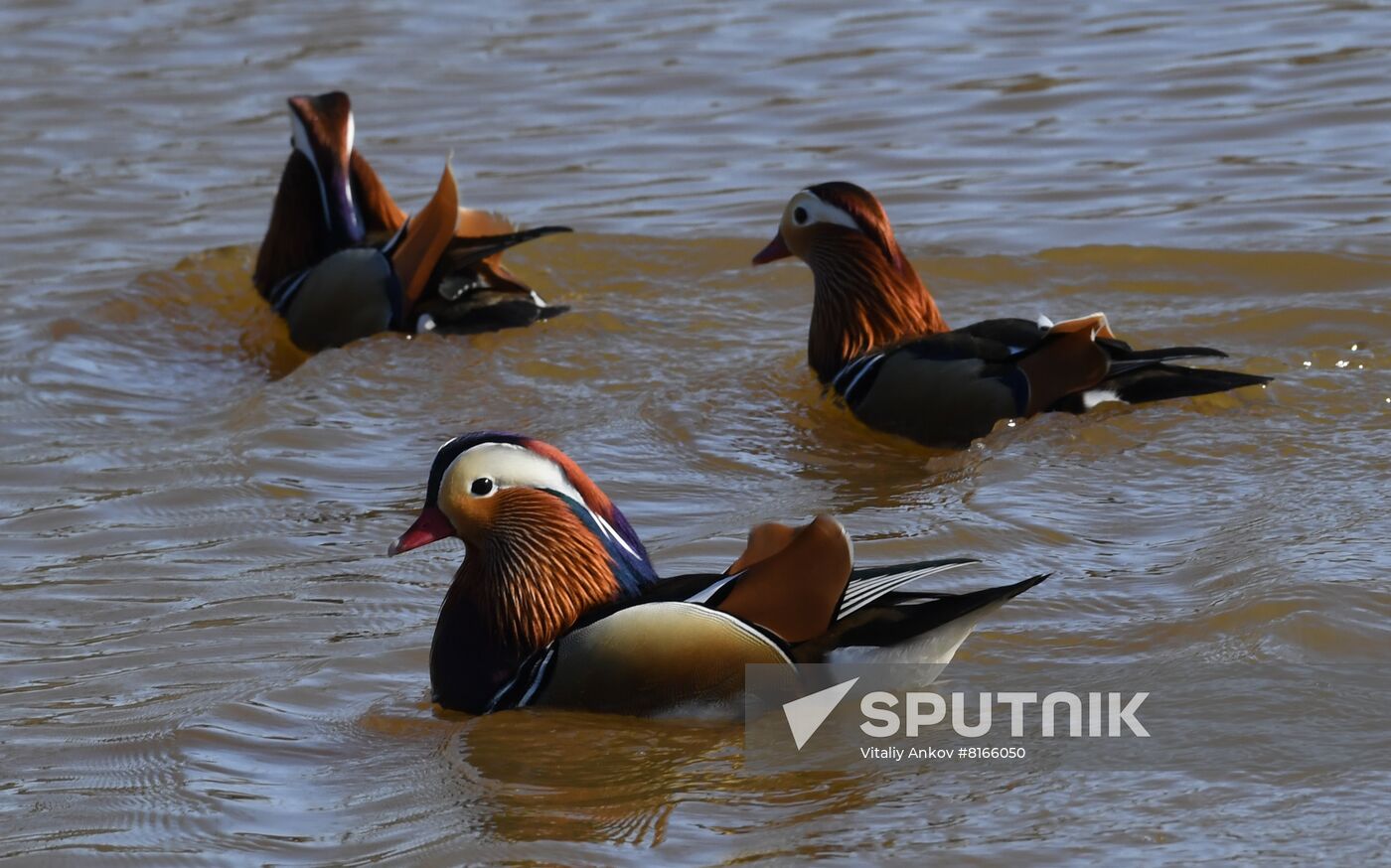 Russia Wildlife