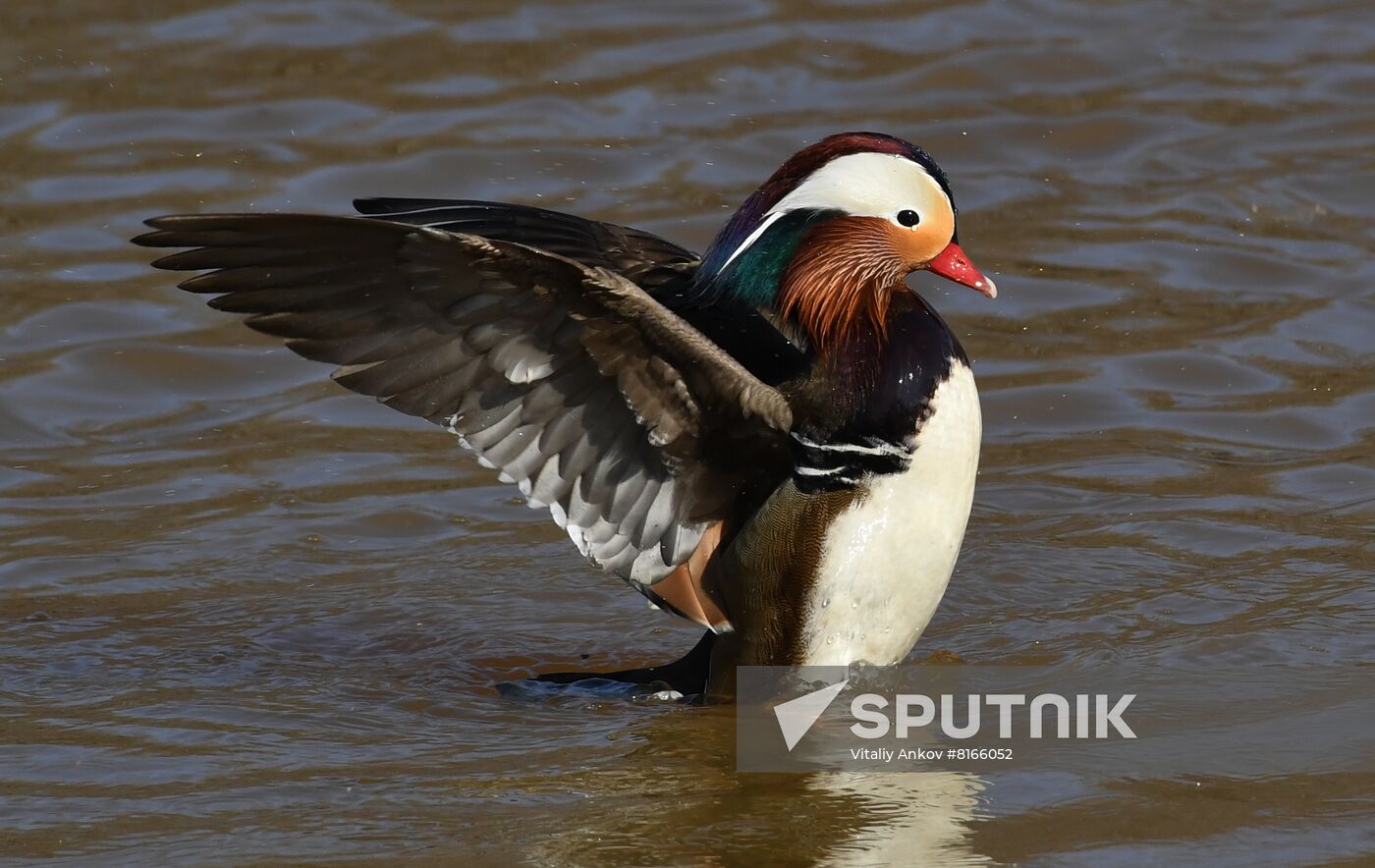 Russia Wildlife