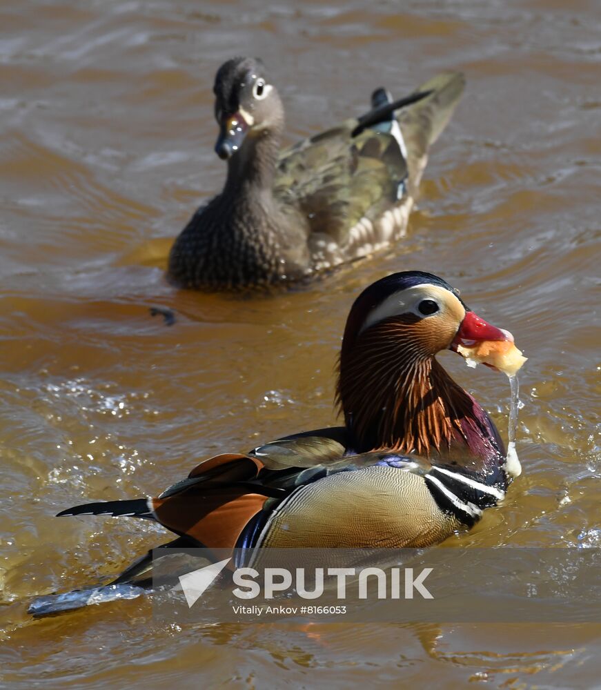 Russia Wildlife